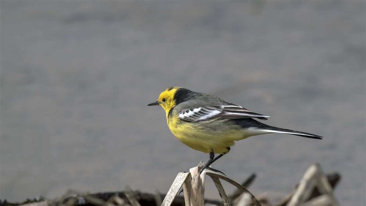 Citrine Wagtail