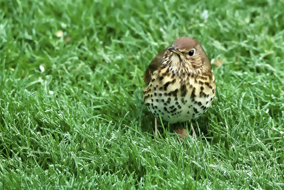 Song Thrush