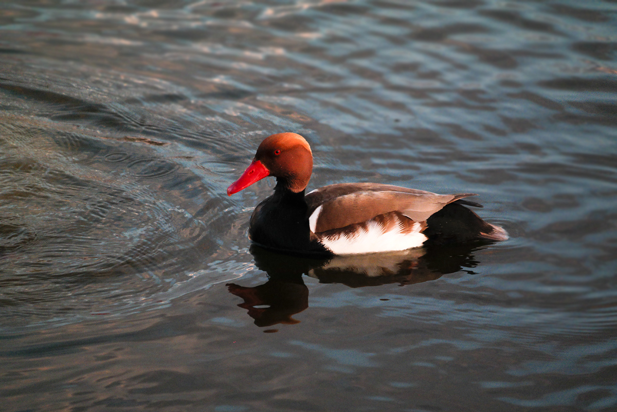 Red-crested Pochard