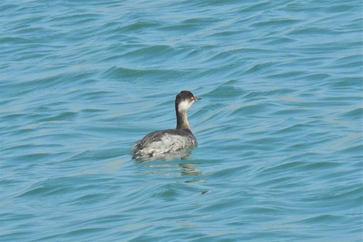Black-necked Grebe
