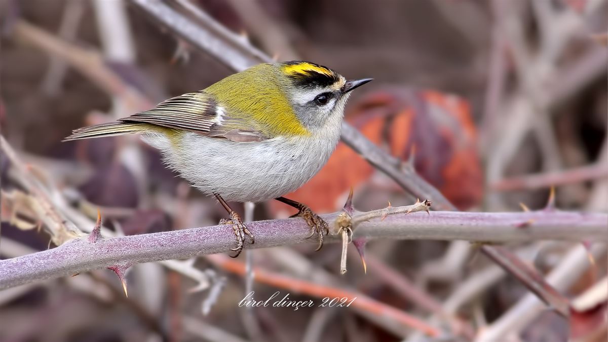 Common Firecrest