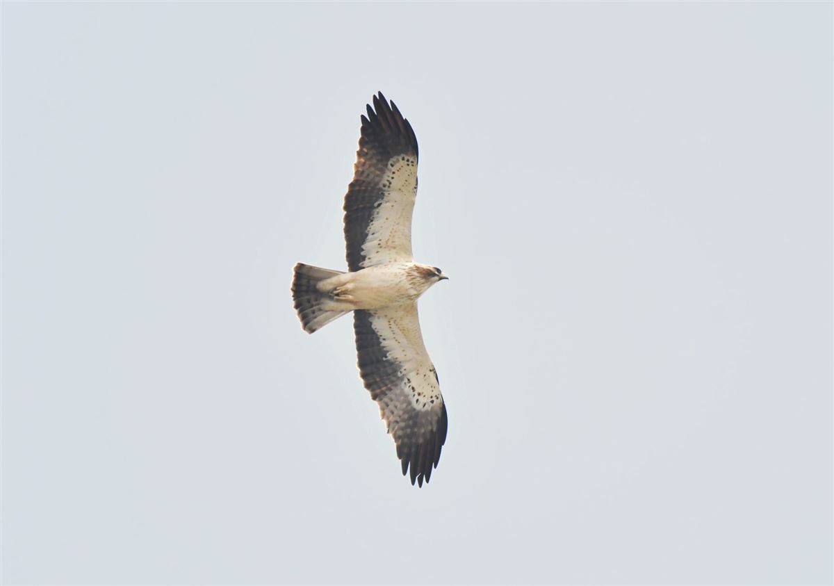 Küçük Kartal