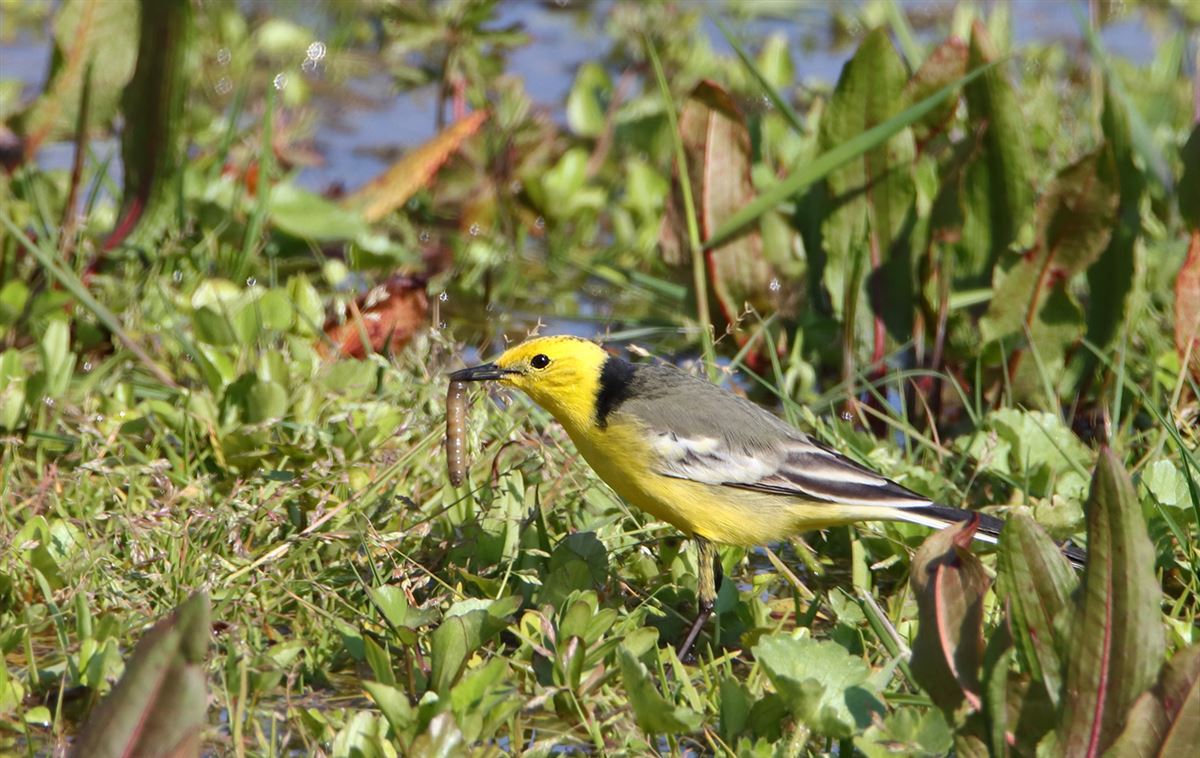 Citrine Wagtail