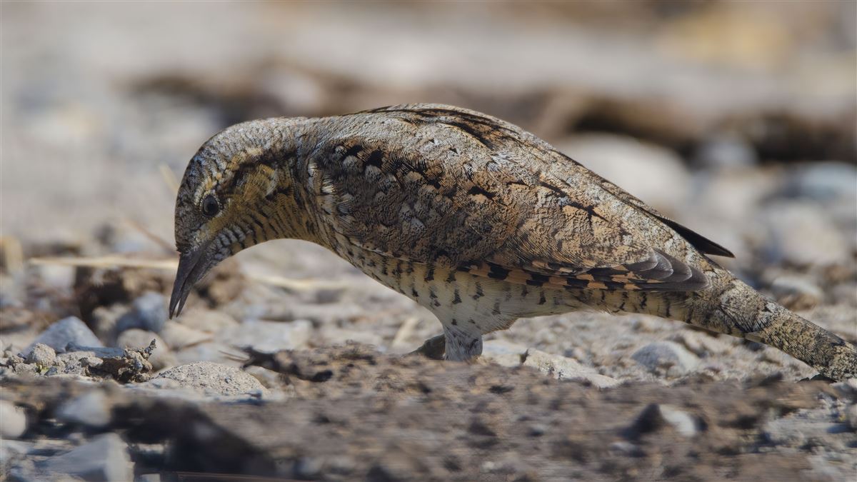 Eurasian Wryneck