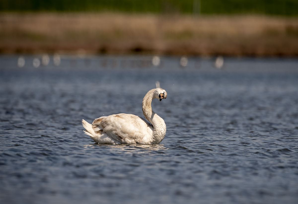 Mute Swan