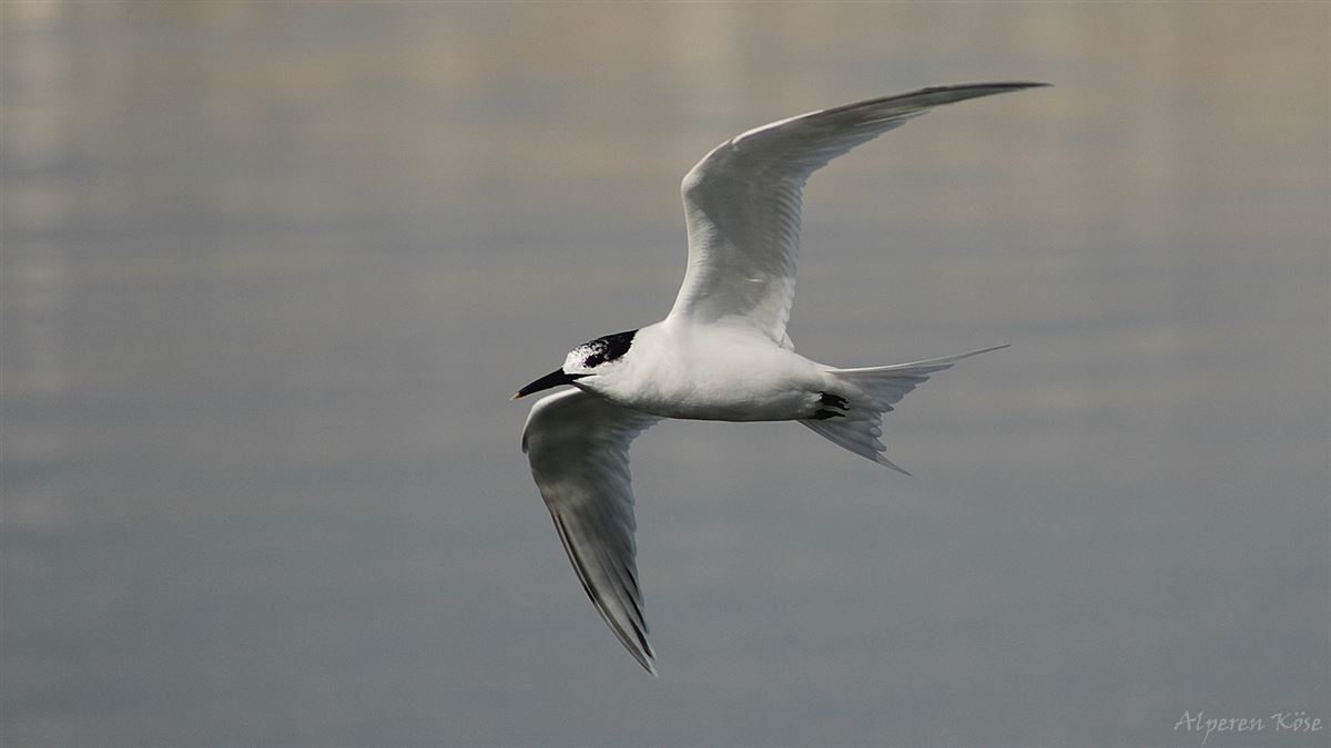 Sandwich Tern