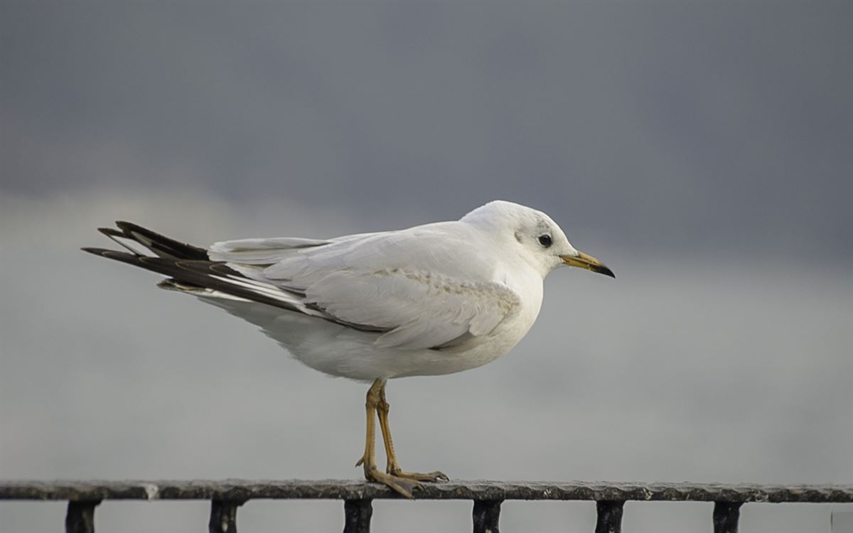 Slender-billed Gull