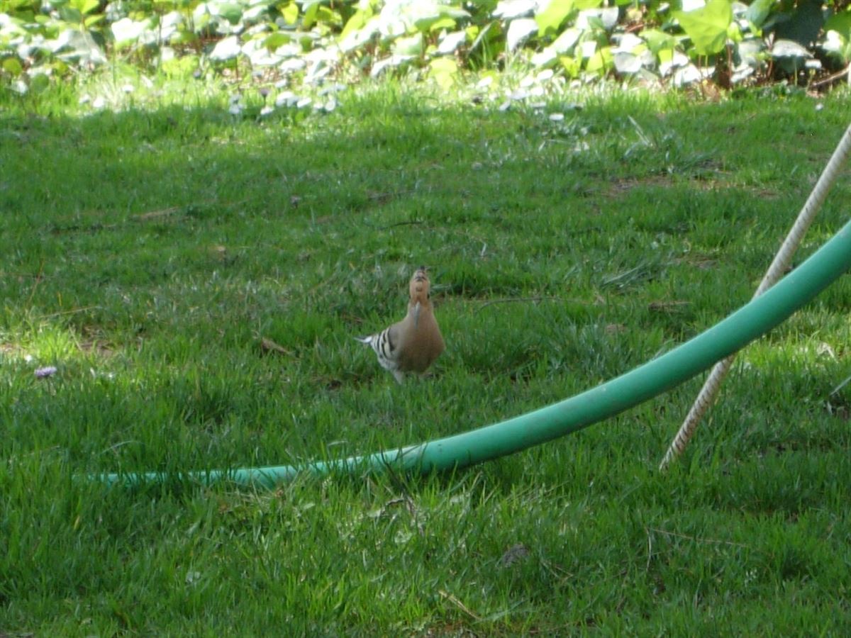 Common Hoopoe