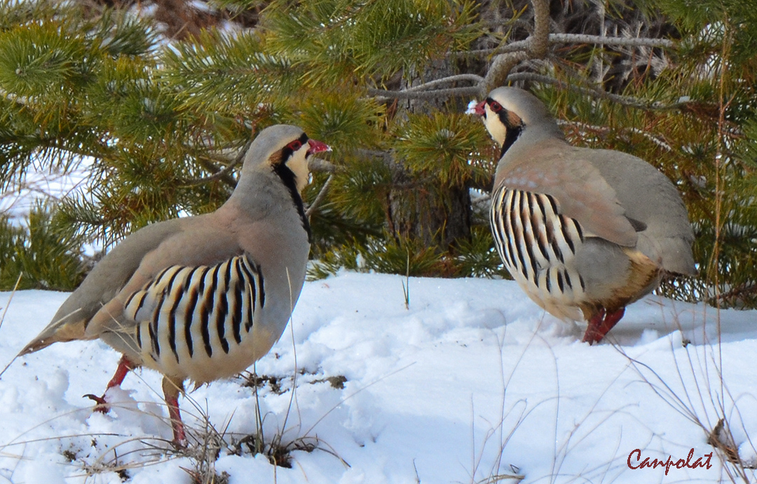 Chukar Partridge