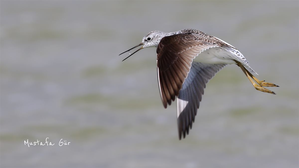 Marsh Sandpiper