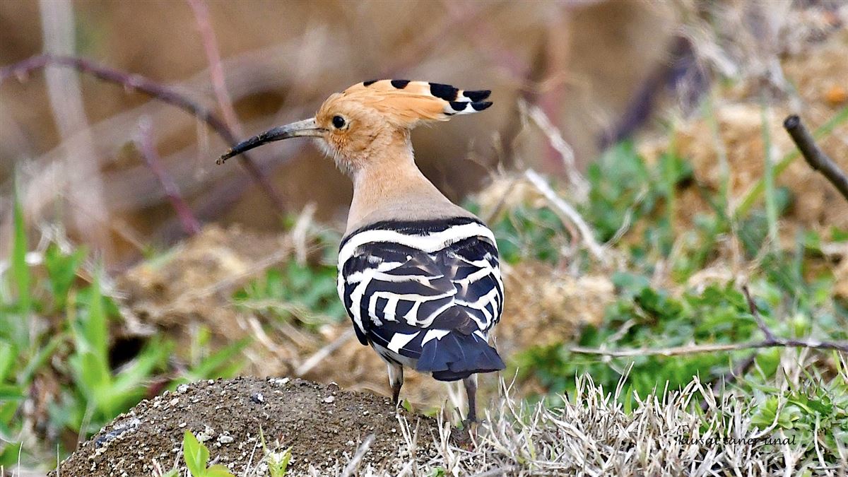 Common Hoopoe