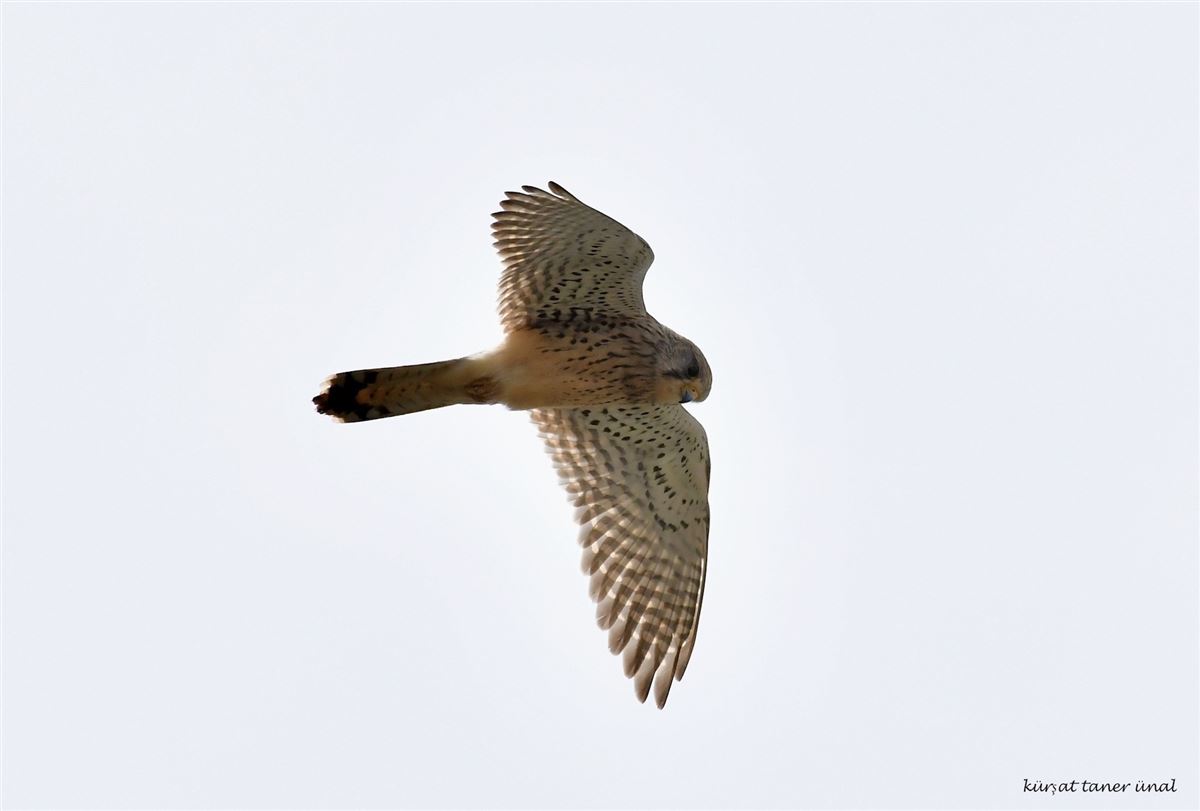 Lesser Kestrel