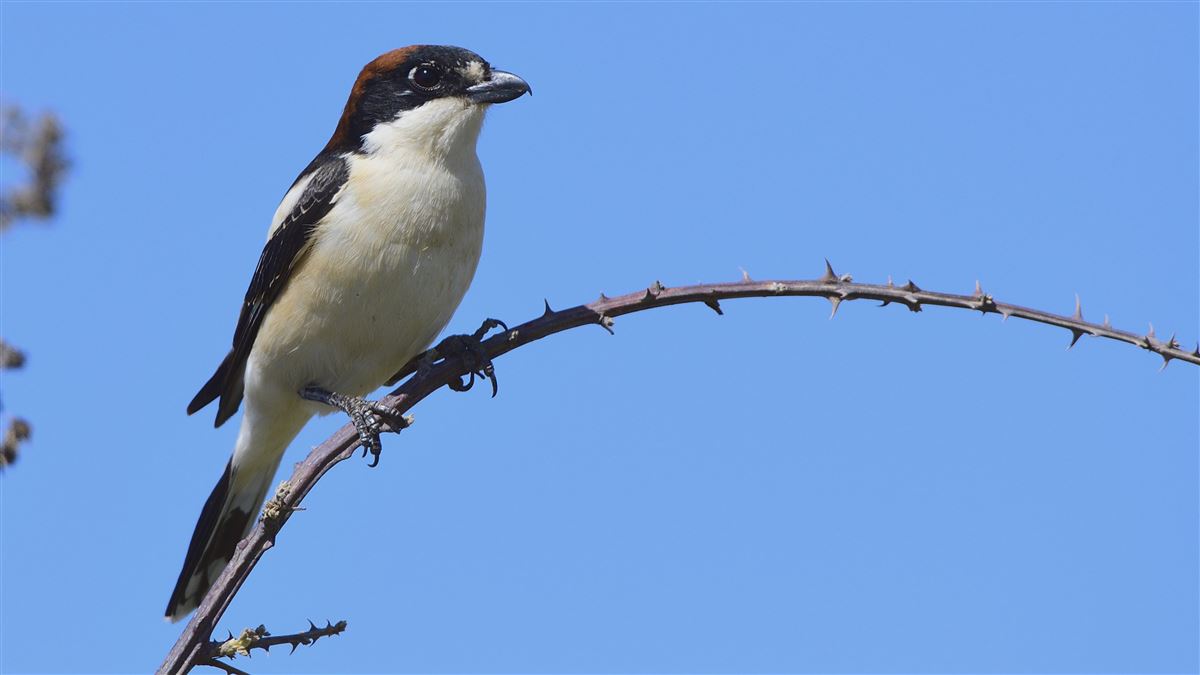 Woodchat Shrike