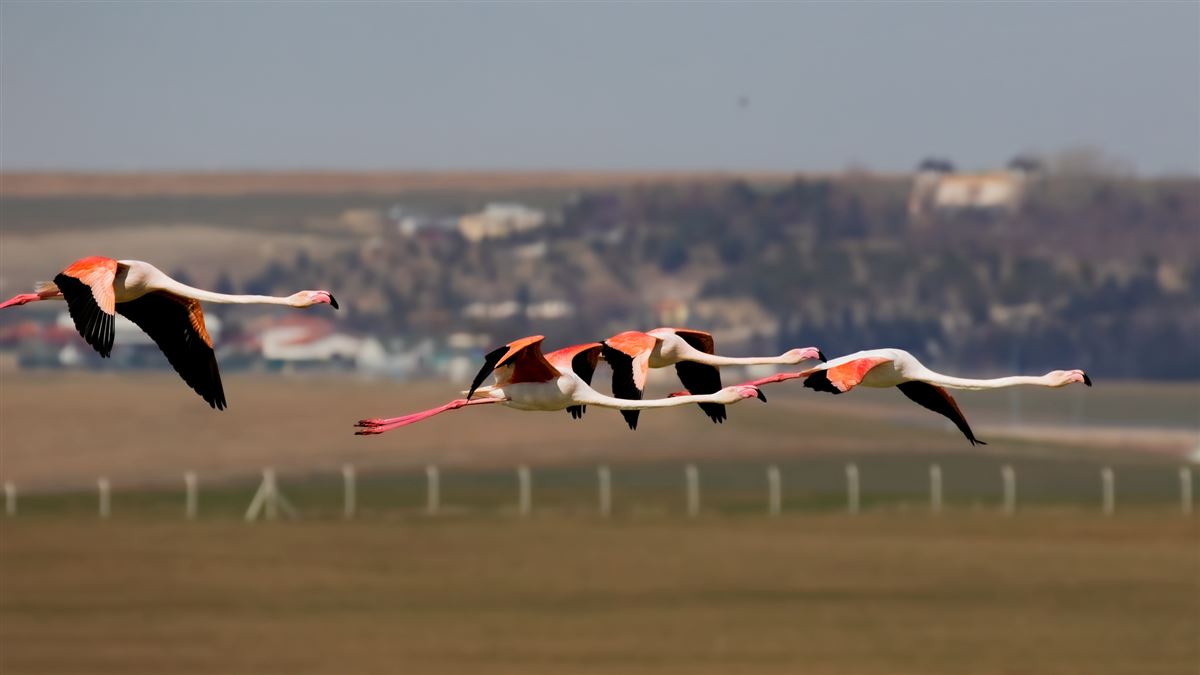 Greater Flamingo