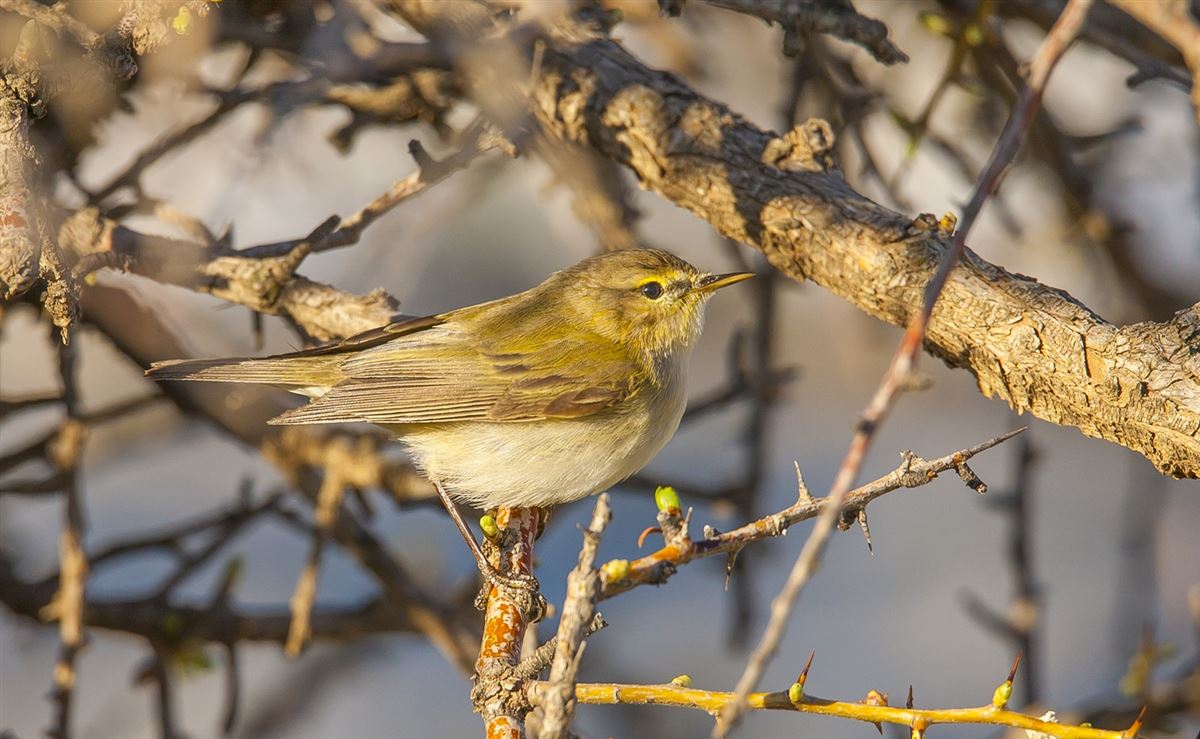 Common Chiffchaff