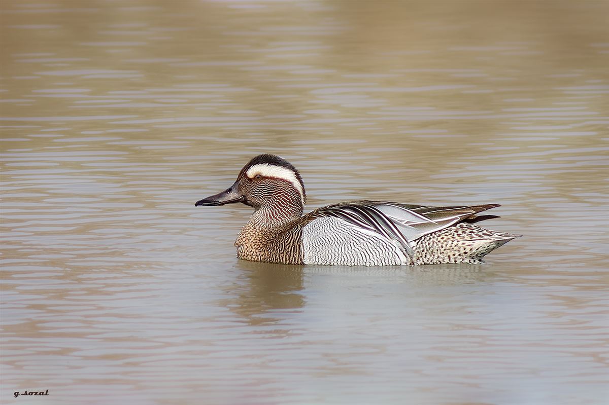 Garganey
