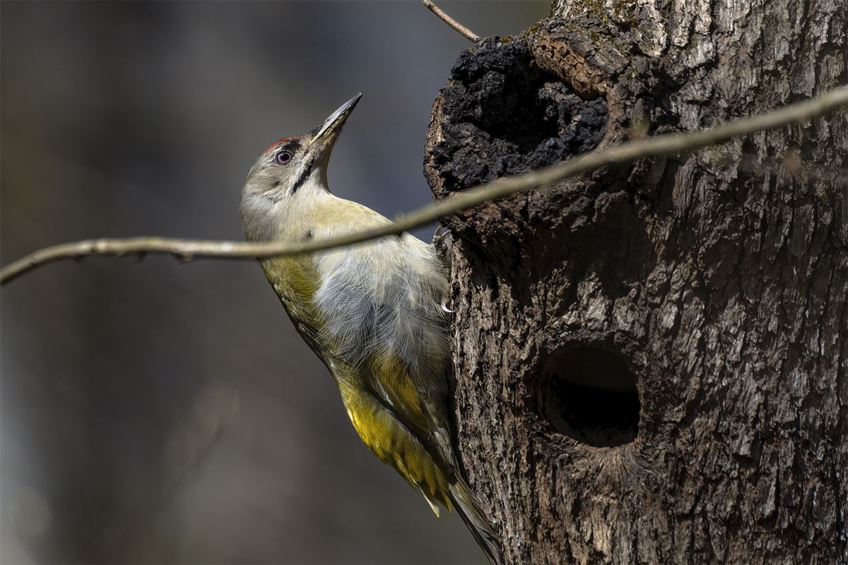 Grey-headed Woodpecker