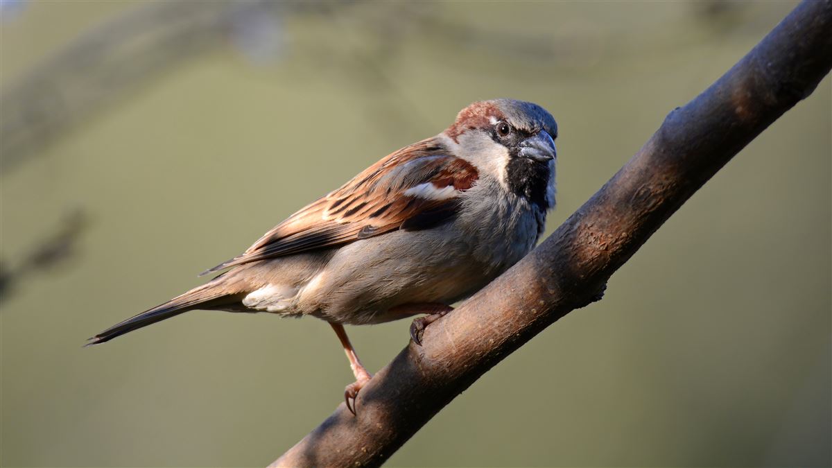 House Sparrow