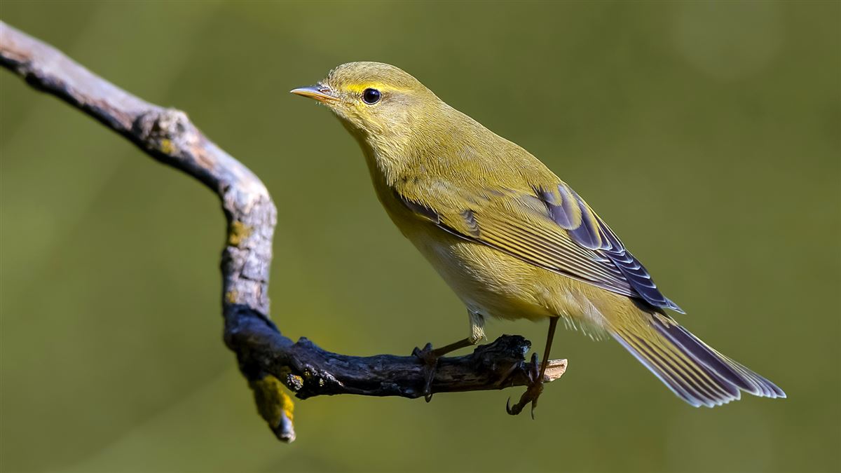 Willow Warbler