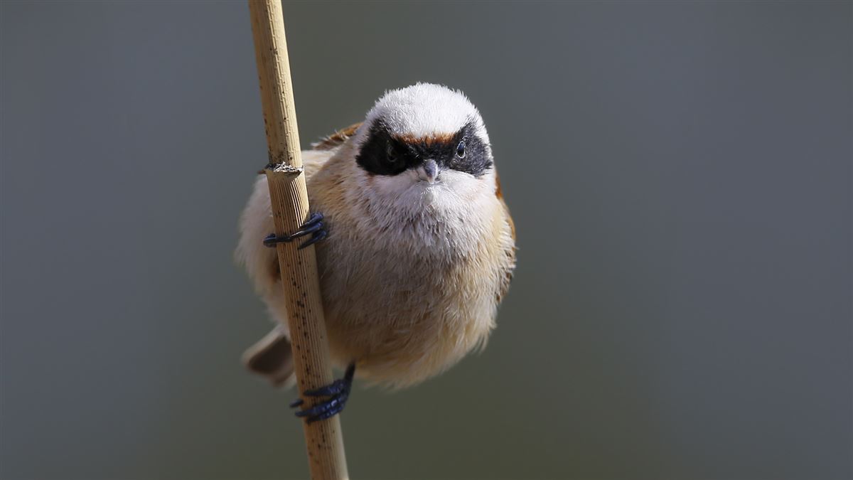 Eurasian Penduline Tit