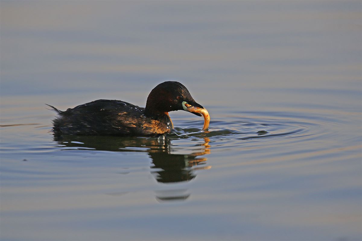 Little Grebe