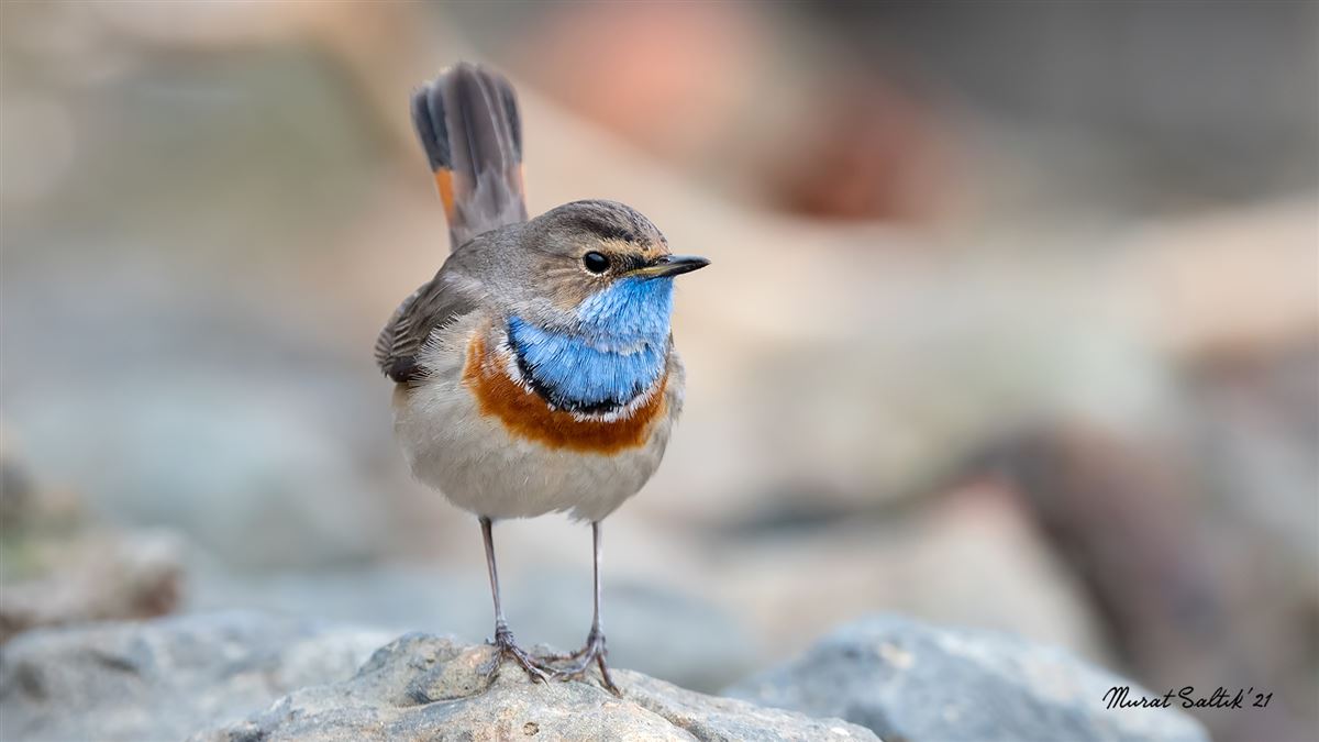 Bluethroat