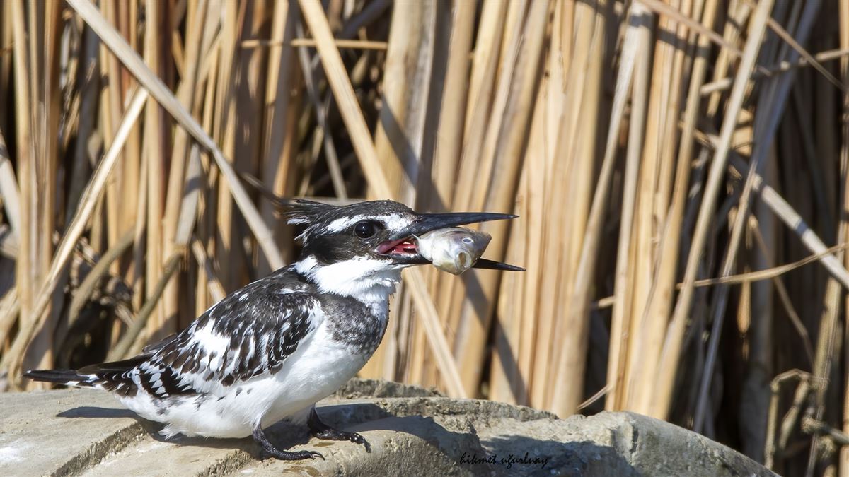 Pied Kingfisher
