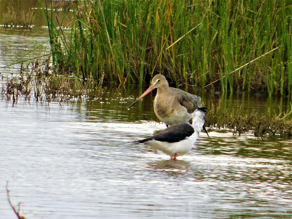 Black-tailed Godwit