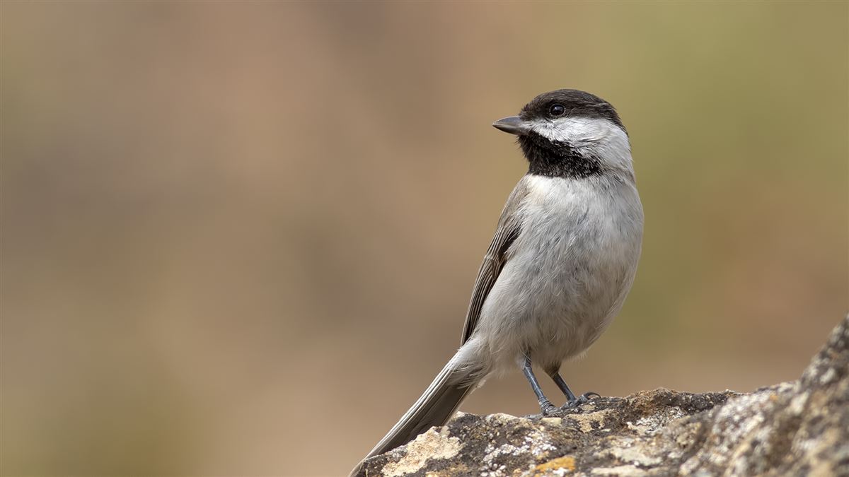 Sombre Tit