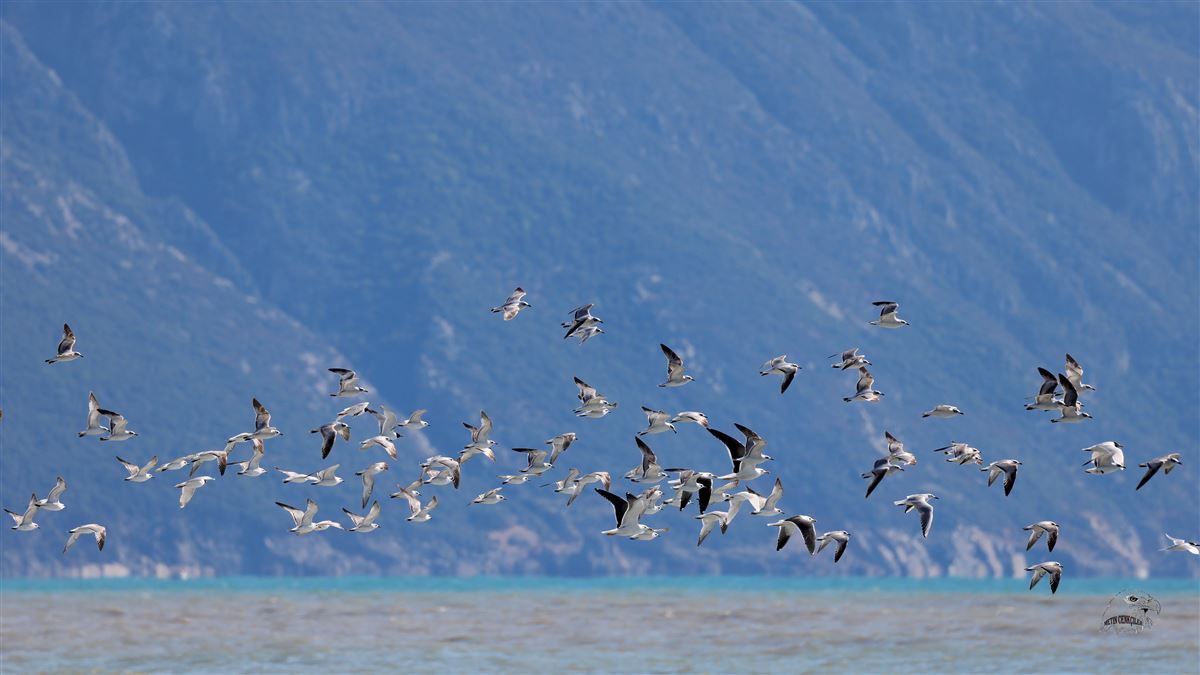Lesser Black-backed Gull