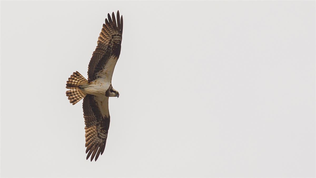Osprey