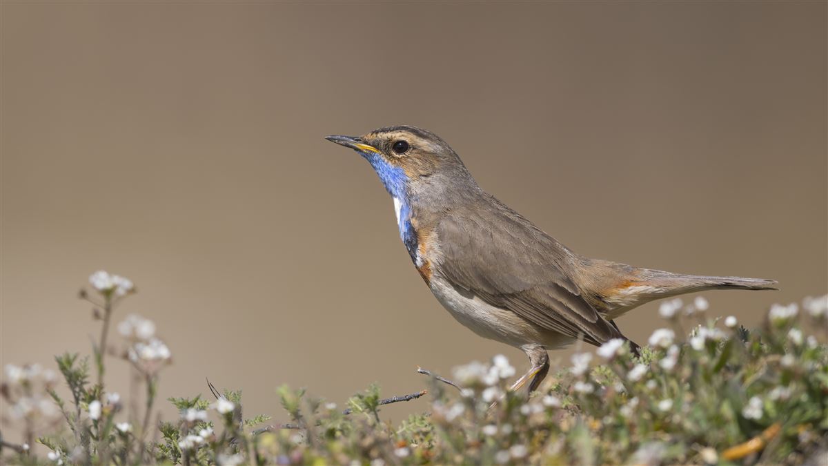 Bluethroat