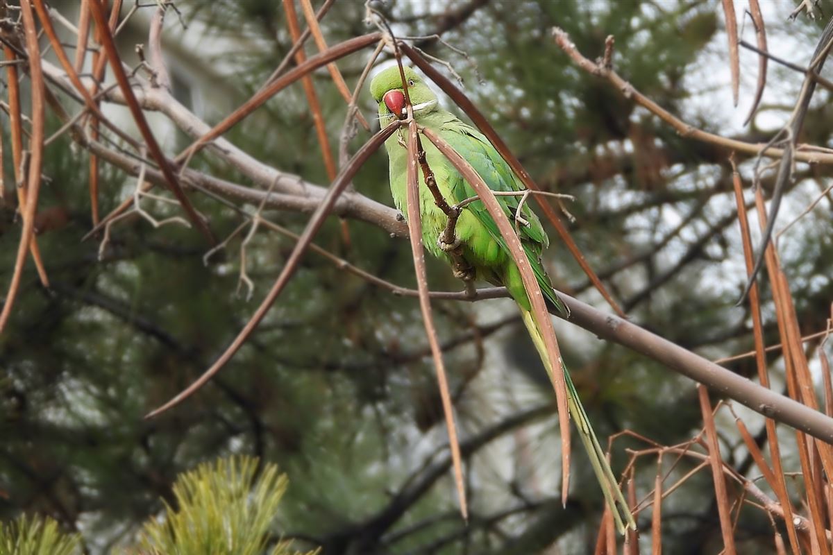 Rose-ringed Parakeet