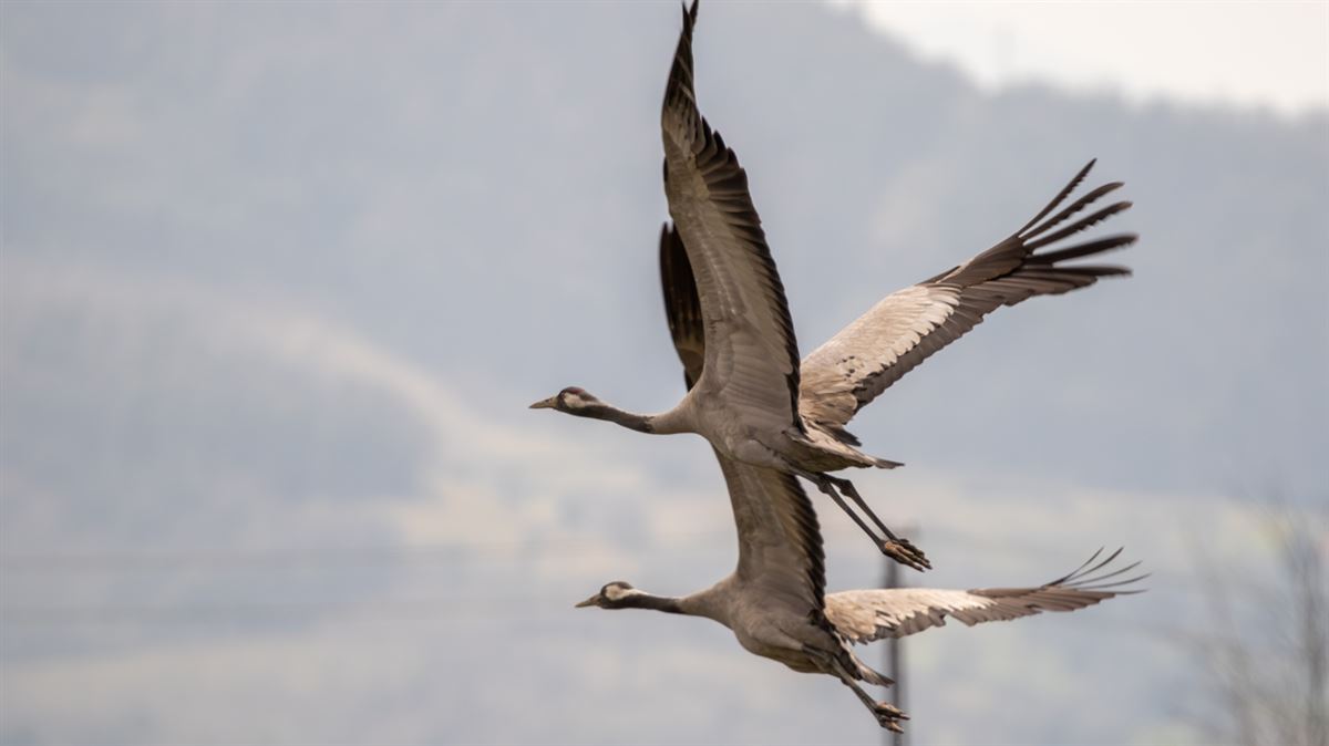 Common Crane