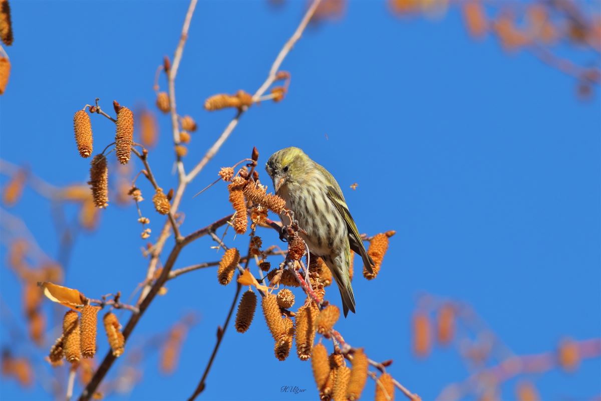 Eurasian Siskin
