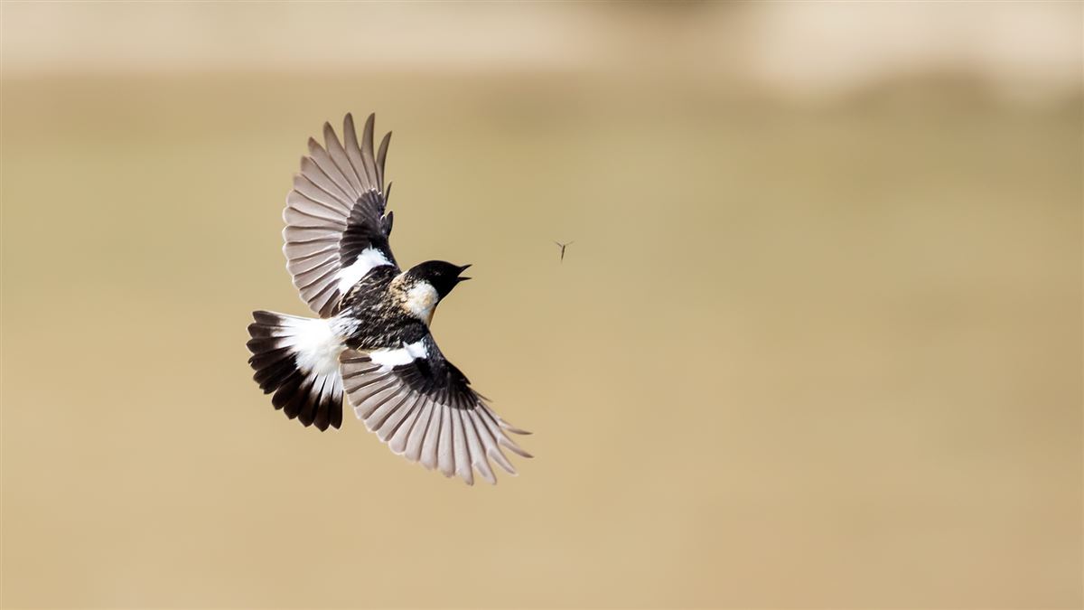Siberian Stonechat