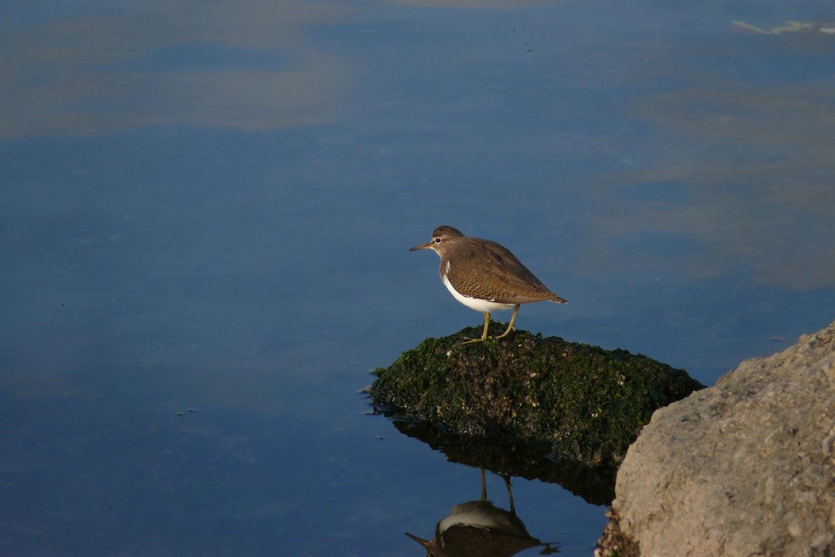 Common Sandpiper