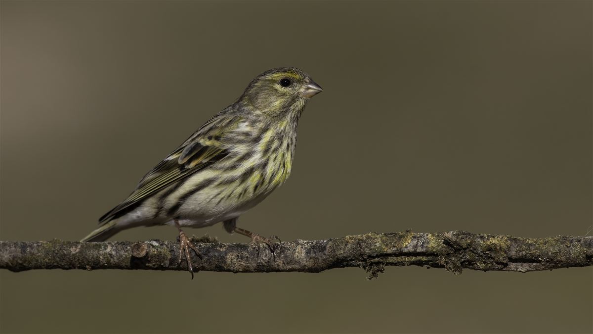 European Serin