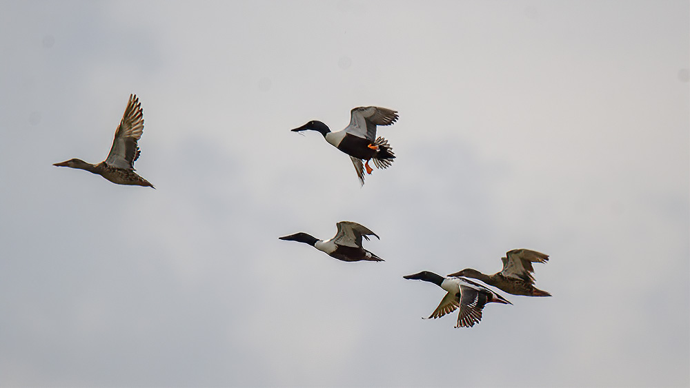 Northern Shoveler