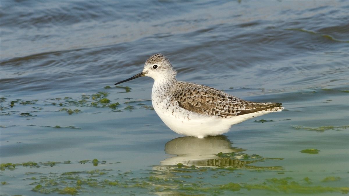 Marsh Sandpiper