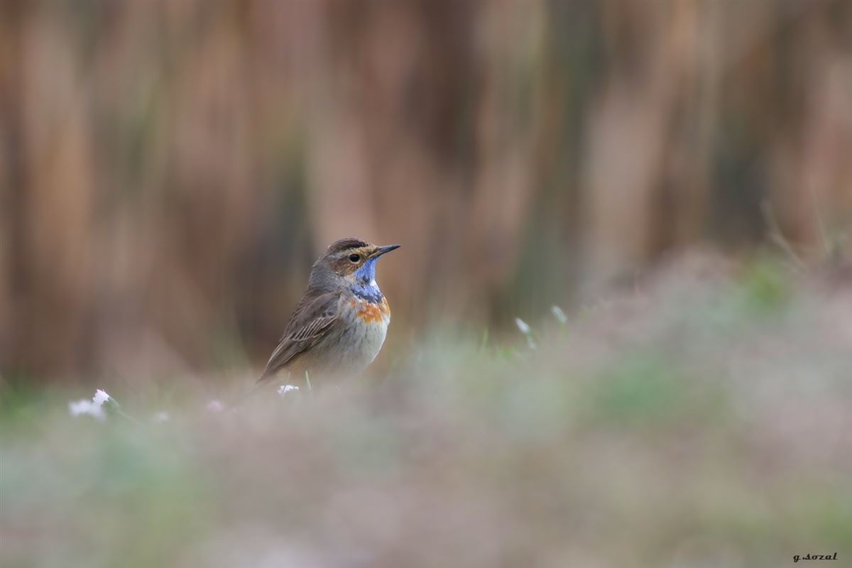 Bluethroat