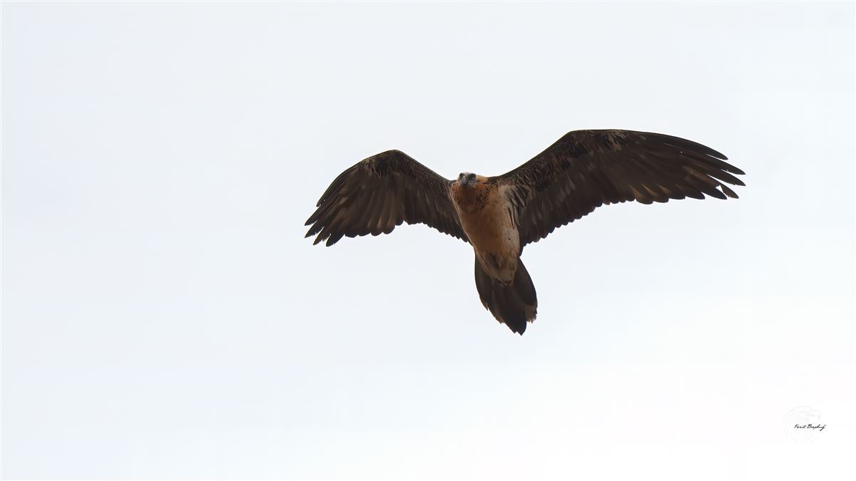 Bearded Vulture