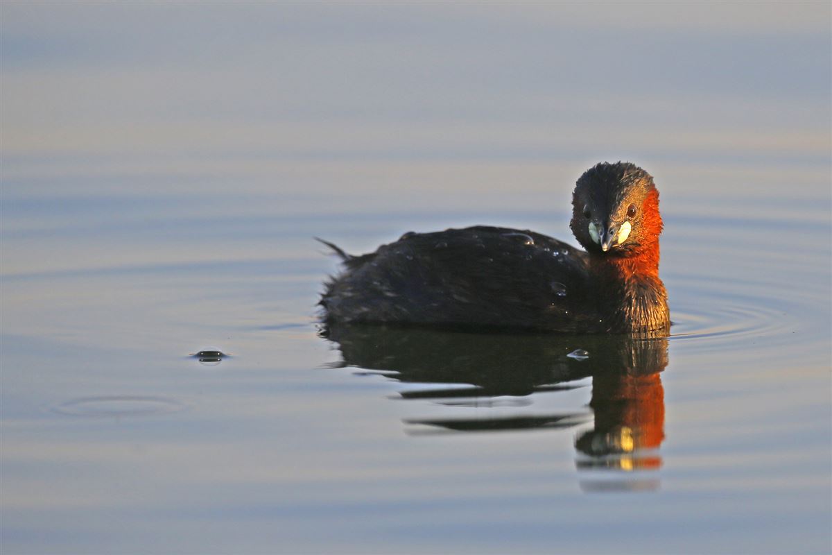 Little Grebe
