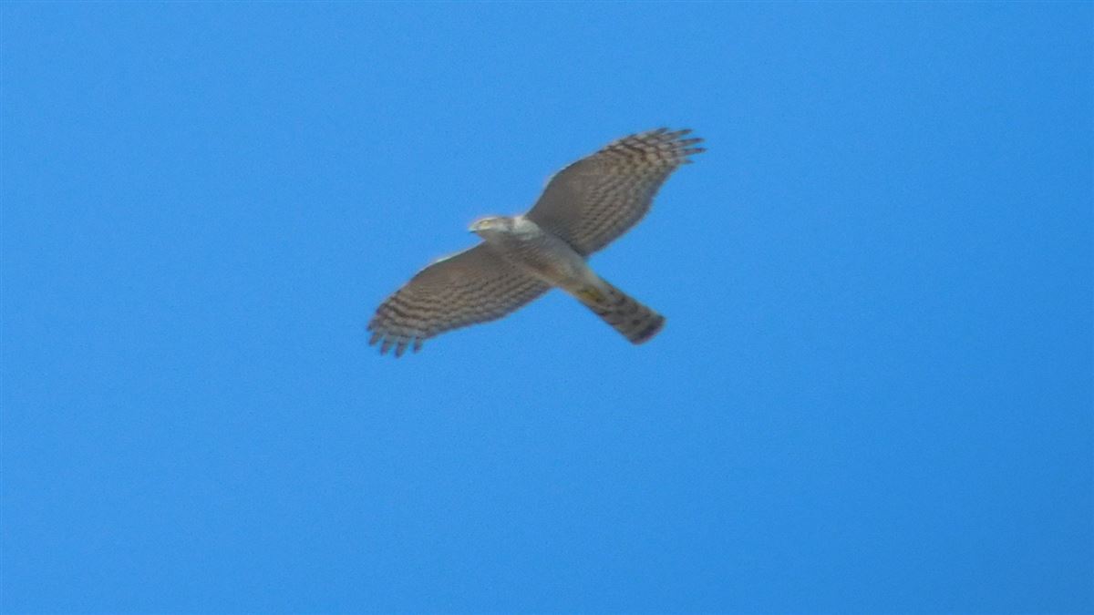Eurasian Sparrowhawk