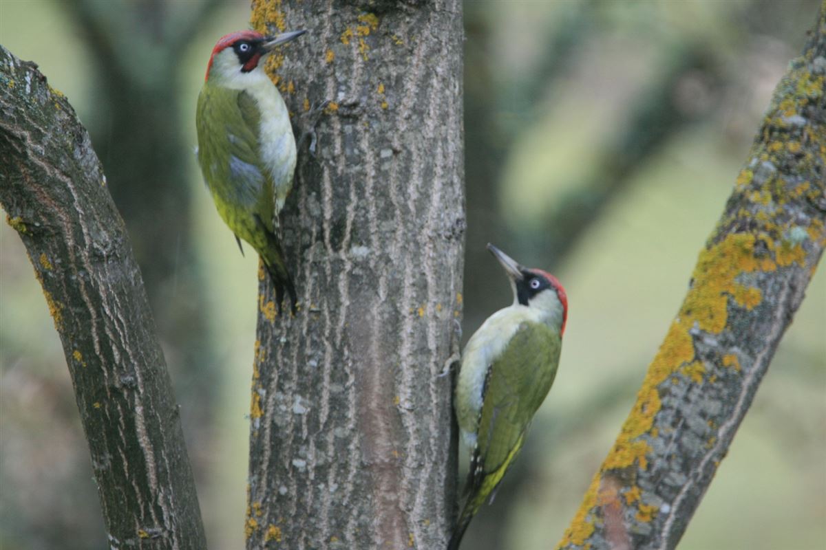 European Green Woodpecker
