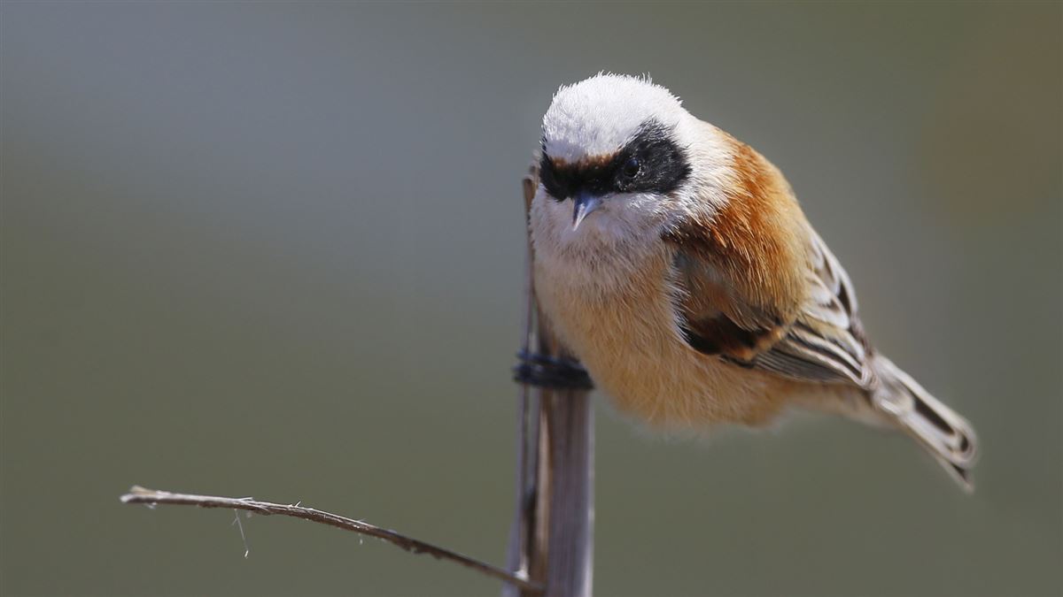 Eurasian Penduline Tit