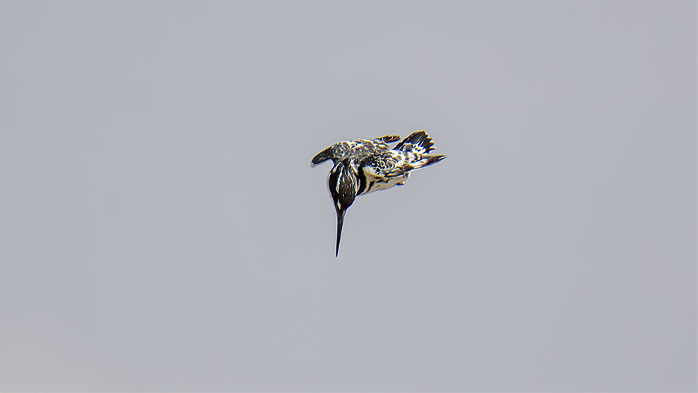 Pied Kingfisher