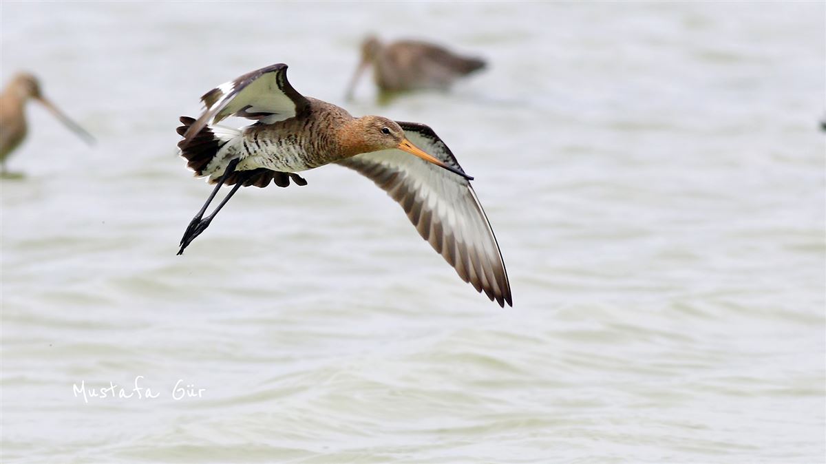 Black-tailed Godwit