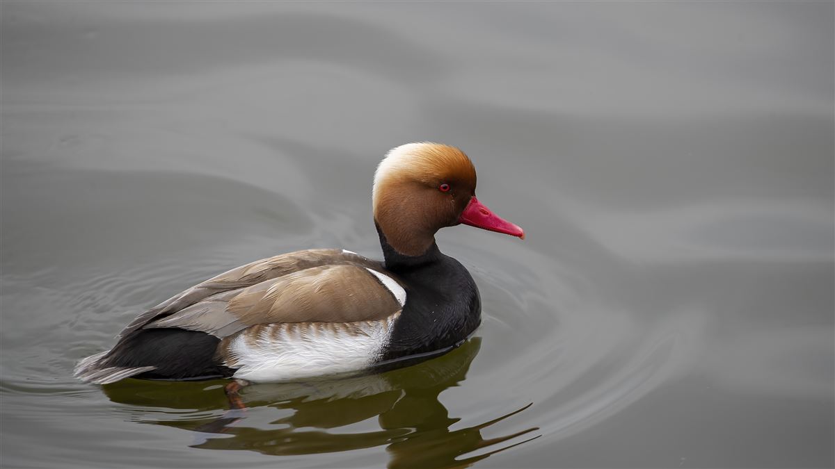 Red-crested Pochard