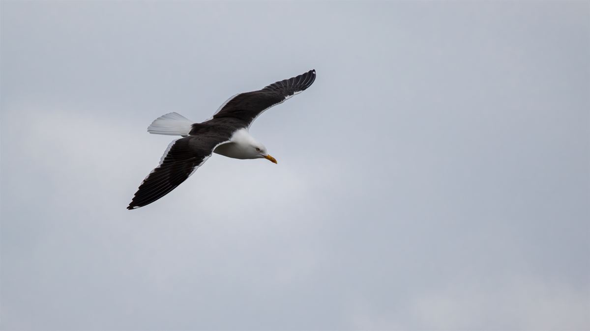 Lesser Black-backed Gull